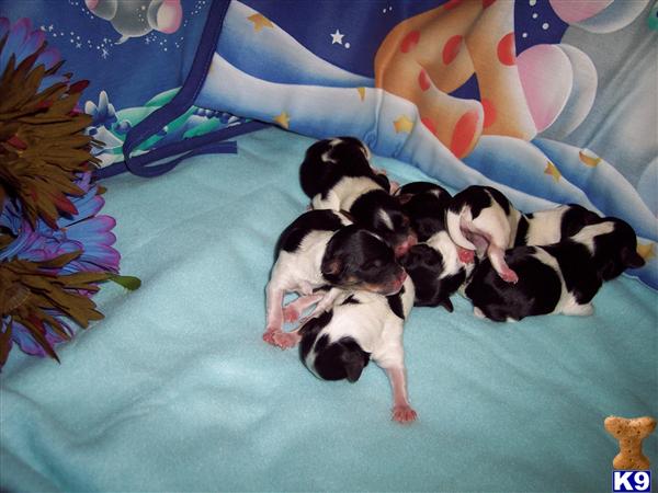 Puppies in Perris